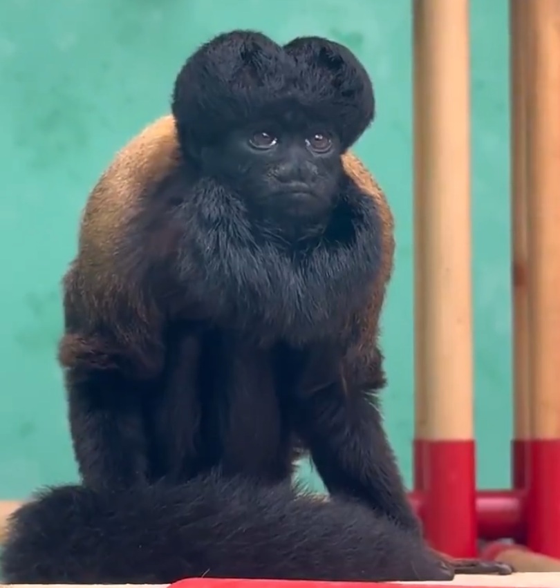 Tyrone the Monkey